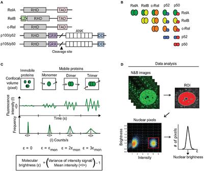 Assaying Homodimers of NF-κB in Live Single Cells